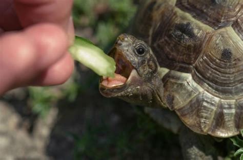 家裡來烏龜|【養烏龜懶人包】：從新手到專家，1篇就搞定